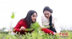 外籍记者探访“中国白茶之乡”福鼎：在这里，我看到传统与现代的完美融合